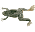 Xenopus Frog ##STADE## - scale 71